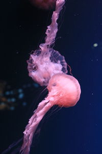 Close-up of jellyfish in water