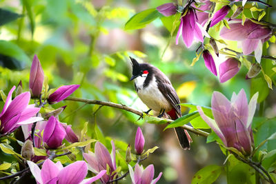 Close-up of hummingbird perching on pink flowering plant