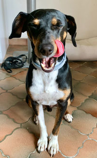 Portrait of dog sitting on floor at home