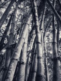 Low angle view of bamboo trees in forest