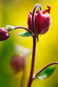 Close-up of yellow flowering plant