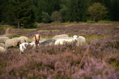 Horses in a field