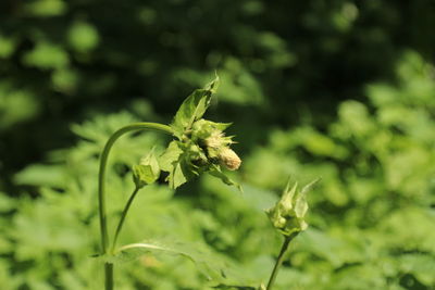 Close-up of flowering plant