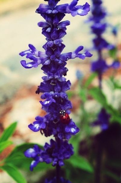 purple, flower, freshness, focus on foreground, close-up, growth, blue, fragility, plant, beauty in nature, nature, selective focus, stem, bud, outdoors, petal, day, blooming, no people, botany