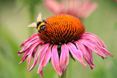 Close-up of honey bee on eastern purple coneflower