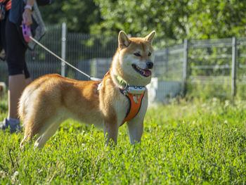 Dogs running on grassy field