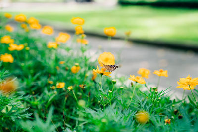 Insect on yellow flower