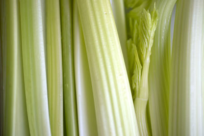 Full frame shot of celery