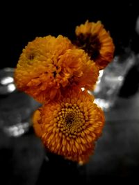 Close-up of yellow flower