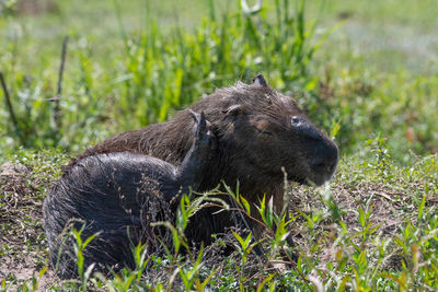 Side view of an animal on field