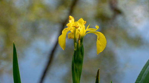 Close-up of yellow flowering plant