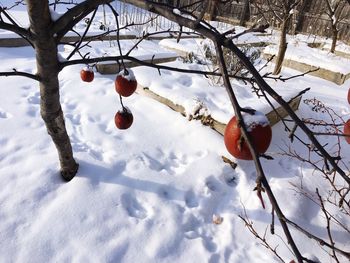 Snow covered bare tree