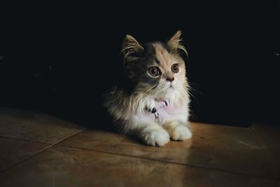 Close-up of cat on hardwood floor
