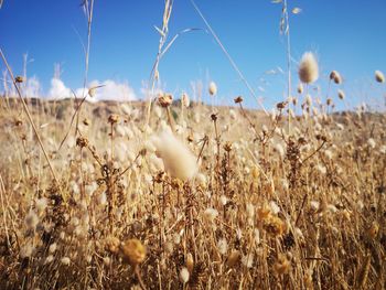 Close-up of stalks in field against blue sky