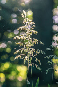 Close-up of plants against blurred background