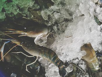 High angle view of frozen sea during winter