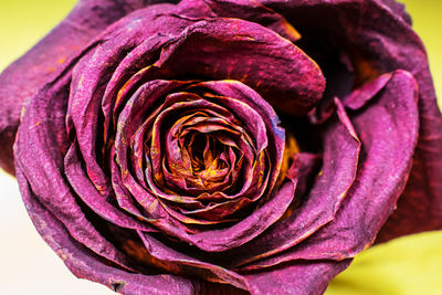 Close-up of purple rose blooming outdoors