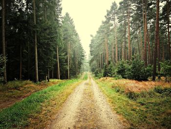 Road passing through forest