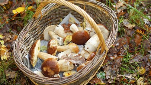 High angle view of mushrooms in basket