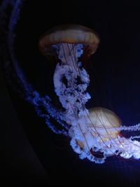 Close-up of jellyfish swimming in sea