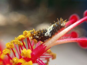 Close-up of insect on flower