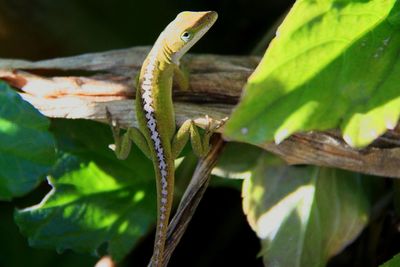 Close-up of insect on leaf