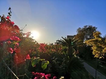 Scenic view of flowering plants against sky during sunset
