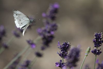 Close-up of butterfly flying by flowers