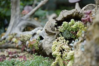 Close-up of lizard on plant