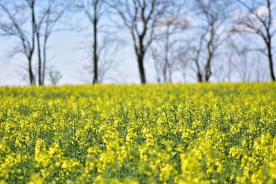 Scenic view of oilseed rape field