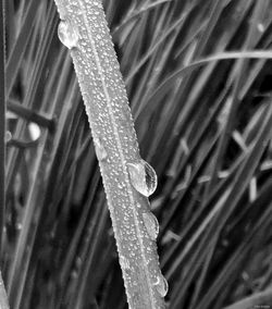 Close-up of wet plant leaves during rainy season