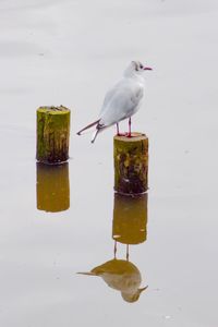 Seagull perching on a lake