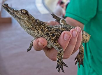 Hand holding baby crocodile 