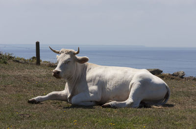 Side view of cow sitting on field by sea against clear sky