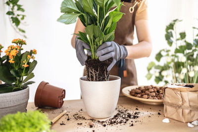 Close up of female gardener hands putting spathiphyllum in flowerpot