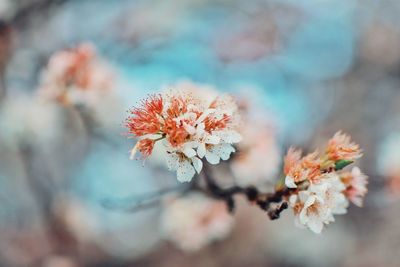 Close-up of cherry blossoms