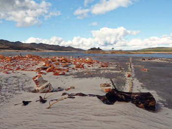 View of birds on beach