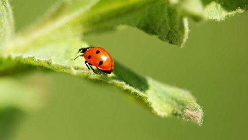 Close-up of ladybug on plant