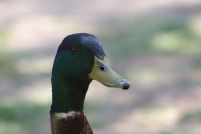 Close-up of duck