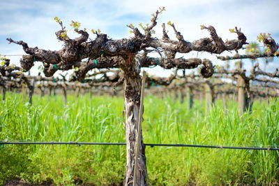 Close-up of fence on grassy field