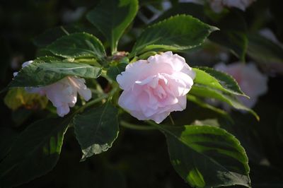 Close-up of pink flowers