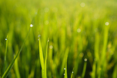 Close-up of raindrops on grass