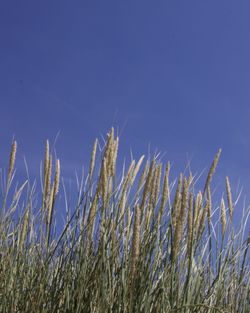 Low angle view of stalks against blue sky
