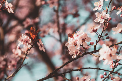 Close-up of pink cherry blossom