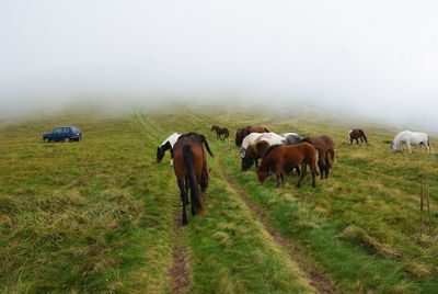 Horses in a field