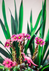 Close-up of pink flowers