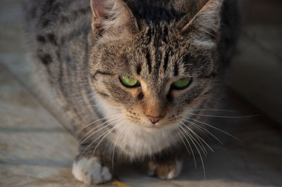 Close-up of a cat with green eyes