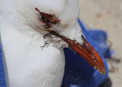 Close-up of bird