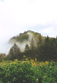 Scenic view of flowering trees on field against sky