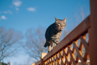 Low angle view of cat sitting on railing